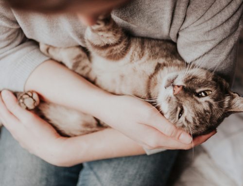 7 Tips to Add Years to Your Pet’s Life