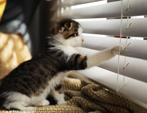 FAQs About Separation Anxiety in Pets