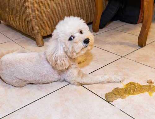Dog Vomiting 101