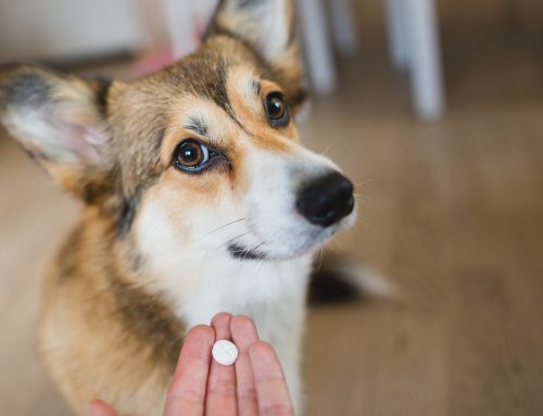 Strategies to Correctly Medicate Your Pet