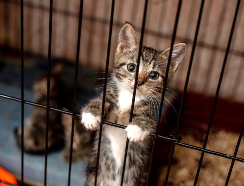 Eeny Meeny Miney Mo—How to Choose the Best Pet for Your Family